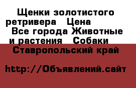 Щенки золотистого ретривера › Цена ­ 15 000 - Все города Животные и растения » Собаки   . Ставропольский край